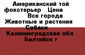 Американский той фокстерьер › Цена ­ 25 000 - Все города Животные и растения » Собаки   . Калининградская обл.,Балтийск г.